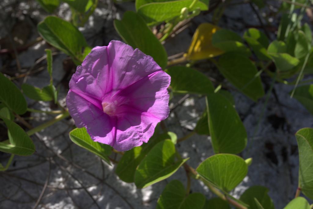 Vanderbilt Beach Resort North North Naples Εξωτερικό φωτογραφία
